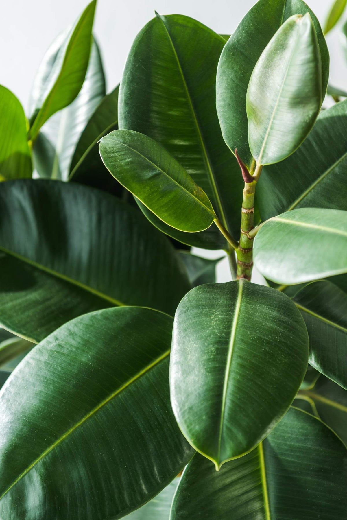 Aquatic Arts Weekly fig feeding guide supports consistent care routine.