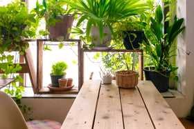 Aquatic Arts ZZ Plant brighter foliage after feeding