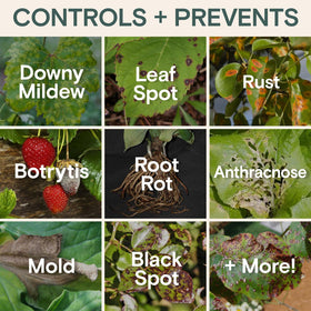 ARBER Organic Fungicide on vibrant green leaves supports resilient foliage.