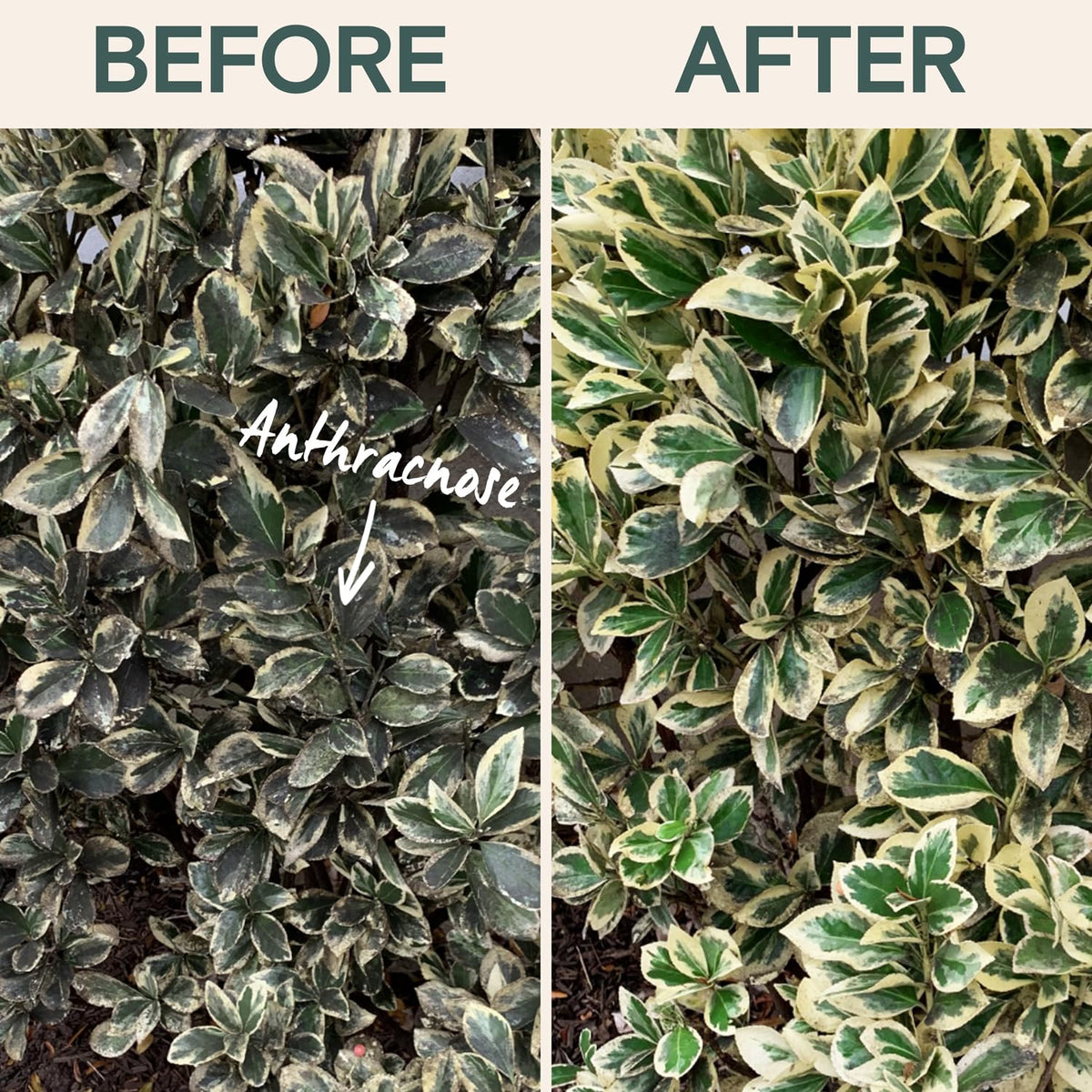 ARBER Organic Fungicide protects rose blooms and leaf health for longer-lasting flowers.
