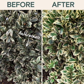 ARBER Organic Fungicide protects rose blooms and leaf health for longer-lasting flowers.