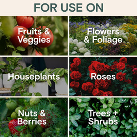 ARBER Organic Insecticide Liquid Concentrate in garden bed protecting edible greens from pests