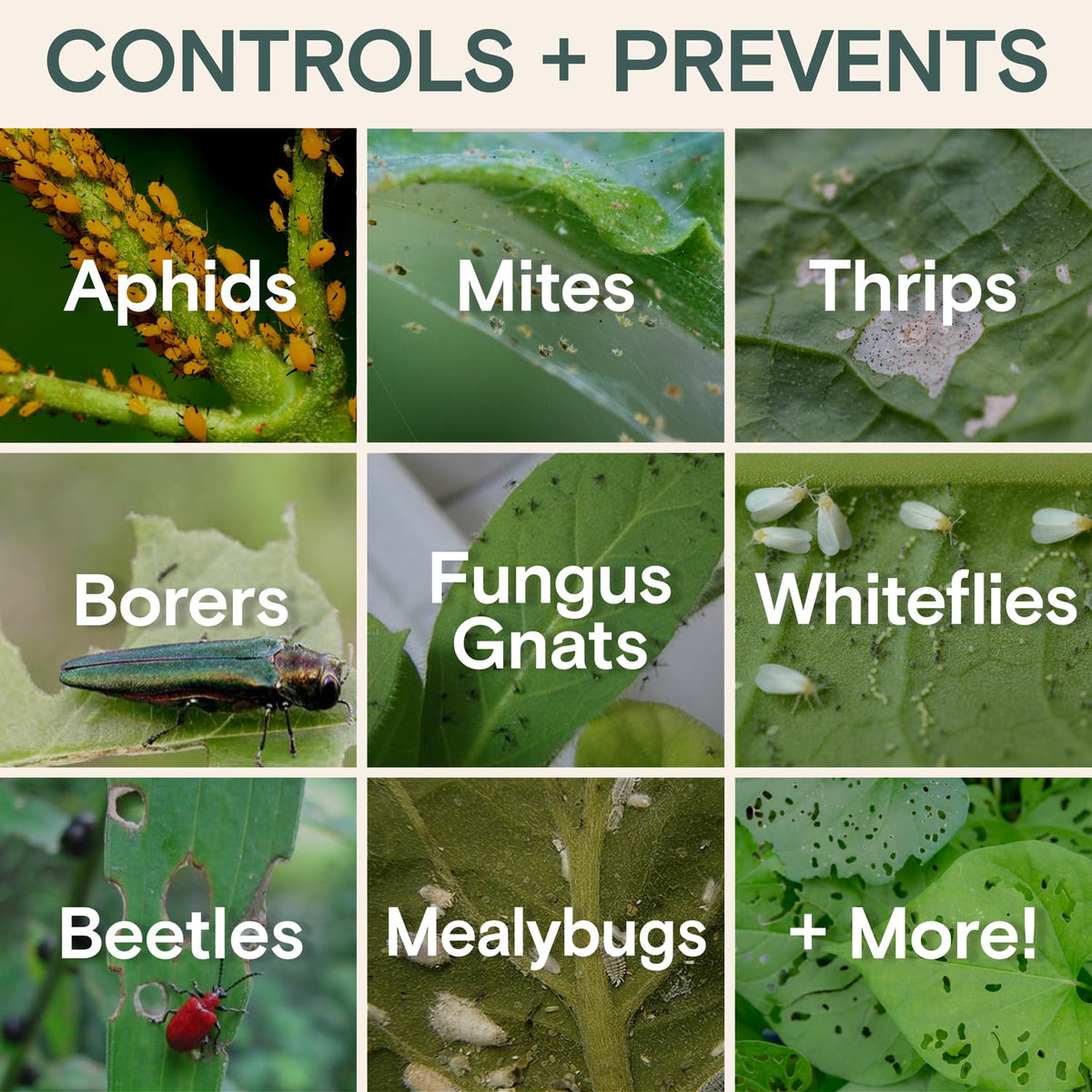 ARBER Organic Insecticide Liquid Concentrate label detail communicates organic ingredients and usage