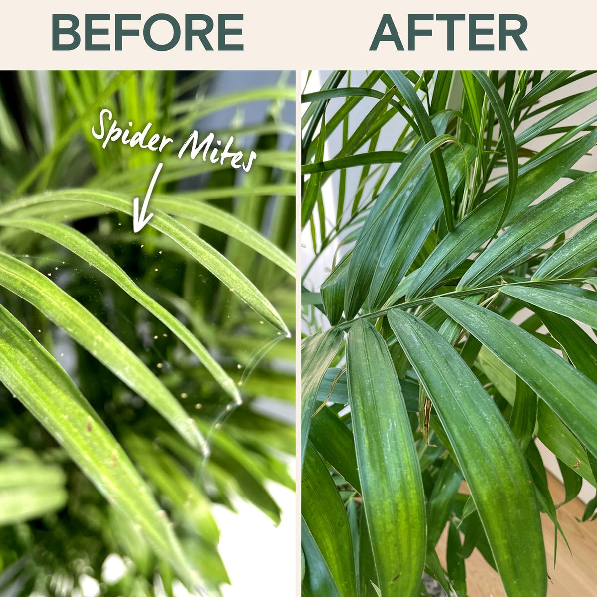 ARBER Organic Insecticide Liquid Concentrate sprayer applying on soil and leaves