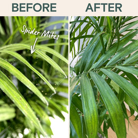 ARBER Organic Insecticide Liquid Concentrate sprayer applying on soil and leaves