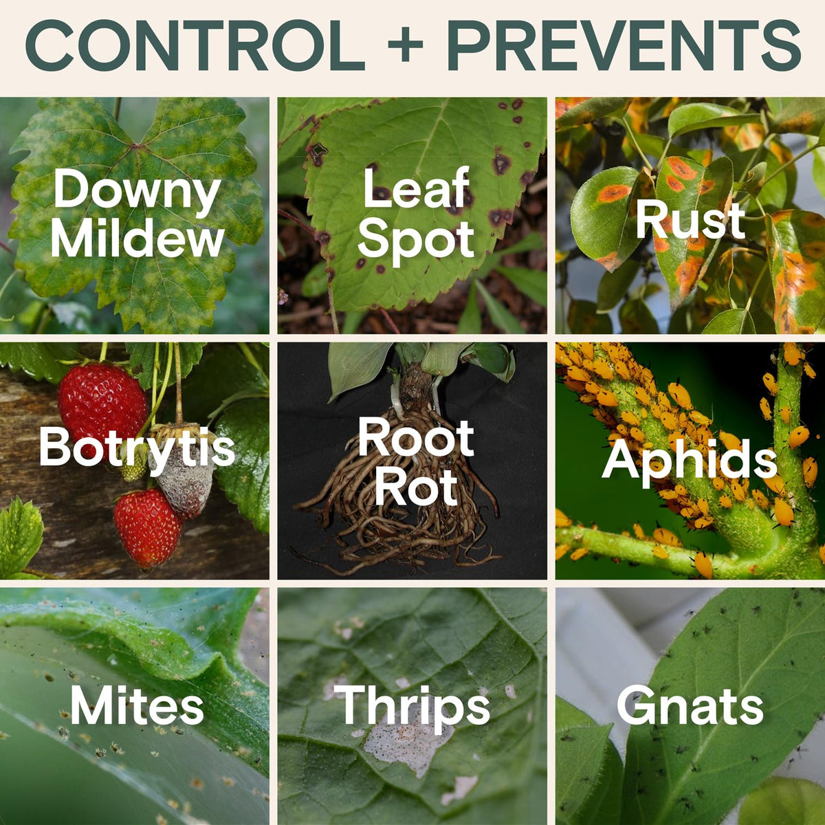 ARBER Organic Insecticide sprayer application on leaves reduces pest activity.