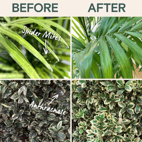 ARBER Organic Insecticide protects tomatoes, herbs, and flowering shrubs.