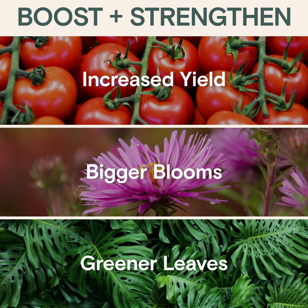 ARBER Organic Plant Food dilution in water demonstrates versatile mixing in watering cans.