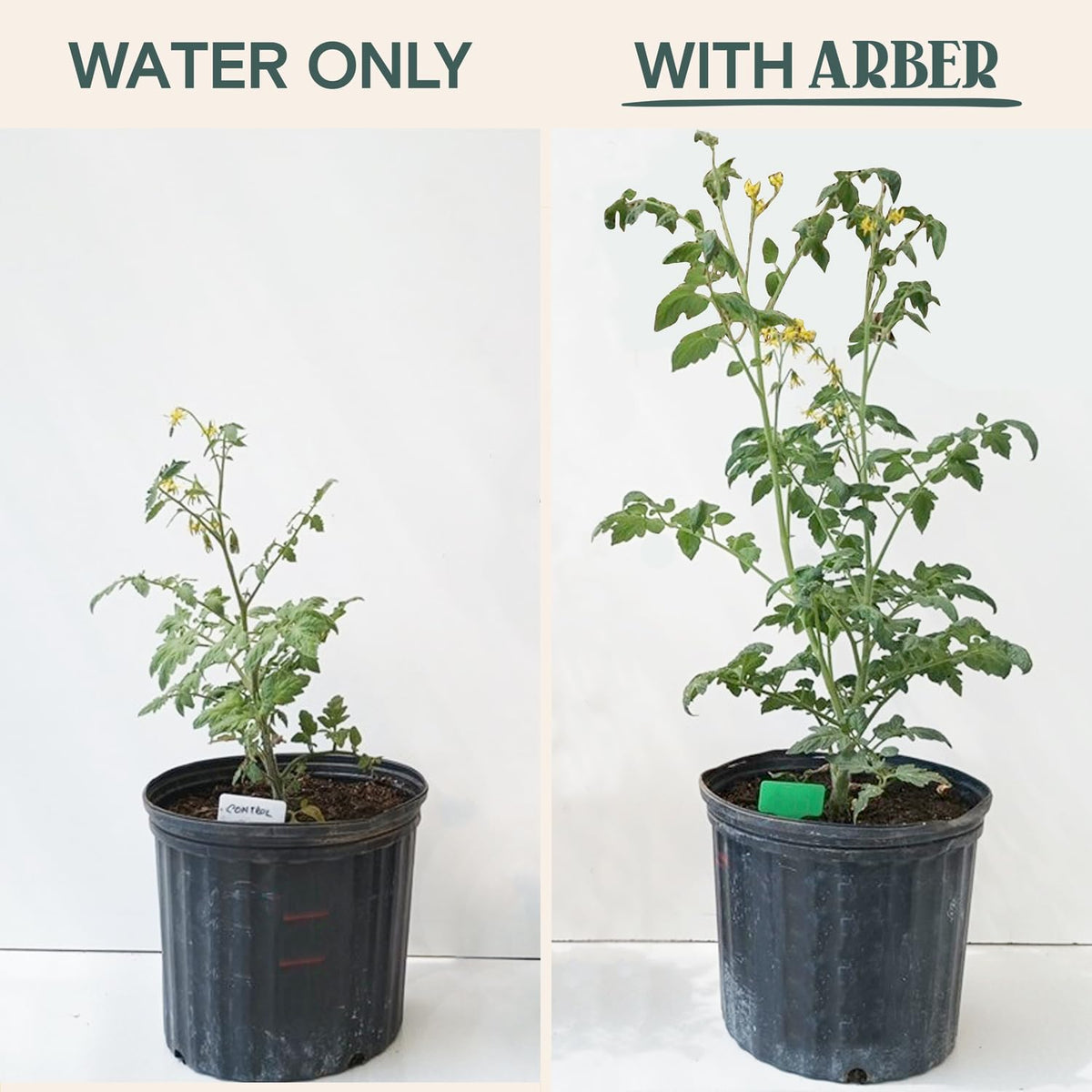 ARBER Organic Plant Food root growth focus suggests vigorous root development.
