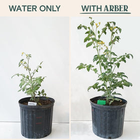 ARBER Organic Plant Food root growth focus suggests vigorous root development.