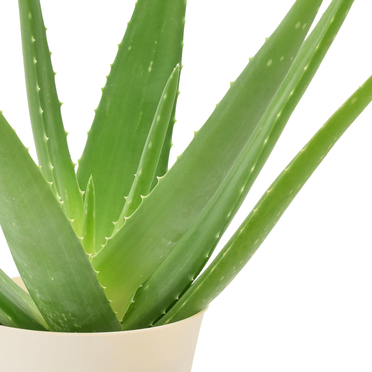 Arcadia Aloe Vera leaf close-up highlights thick, moisture-storing foliage