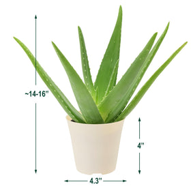 Arcadia Aloe Vera on office desk provides low-maintenance greenery