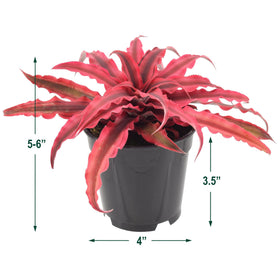 Arcadia Cryptanthus Super Pink Earth Star gift-ready plant for plant lovers