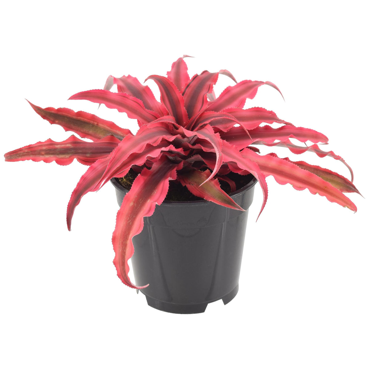 Arcadia Cryptanthus Super Pink Earth Star in pot demonstrates compact size for small spaces