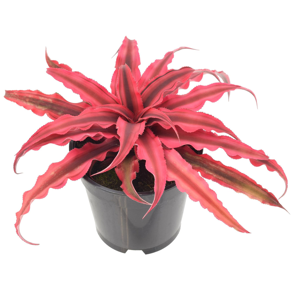 Arcadia Cryptanthus Super Pink Earth Star leaf close-up shows vibrant pink color for indoor décor