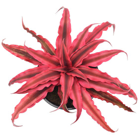 Arcadia Cryptanthus Super Pink Earth Star terrarium scene highlights humidity-friendly foliage