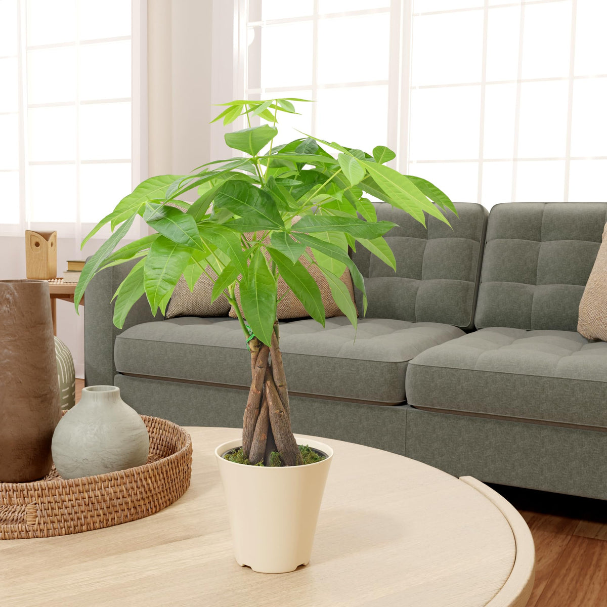 Gift-ready Arcadia Money Tree for homes or offices.
