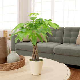 Gift-ready Arcadia Money Tree for homes or offices.
