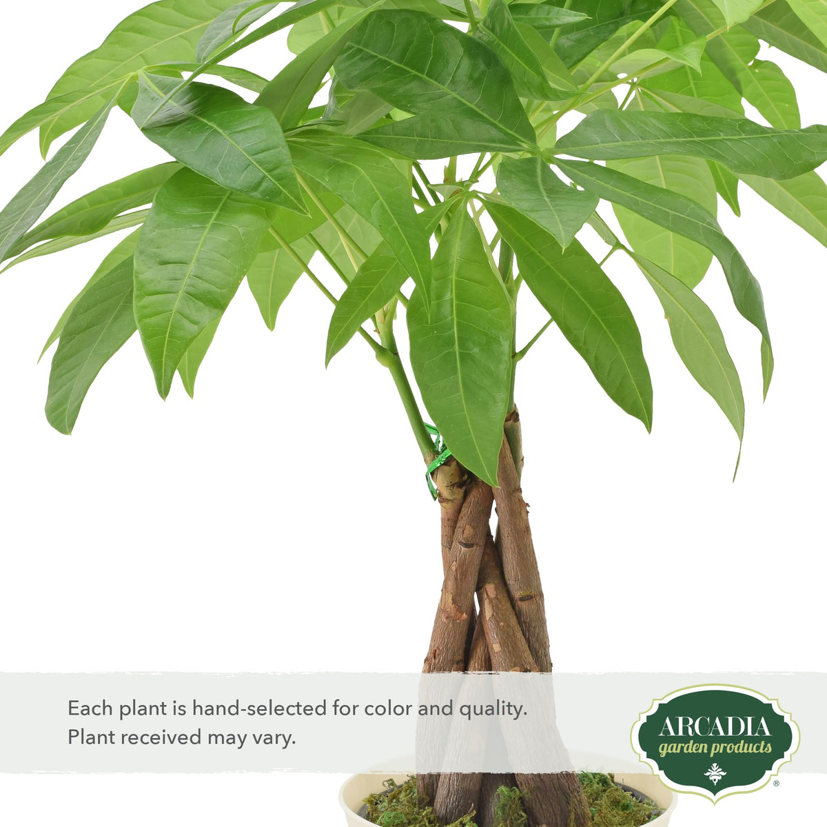 Close-up of braided Money Tree trunk from Arcadia Garden Products.
