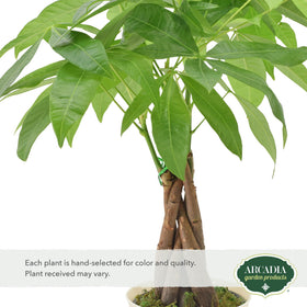 Close-up of braided Money Tree trunk from Arcadia Garden Products.