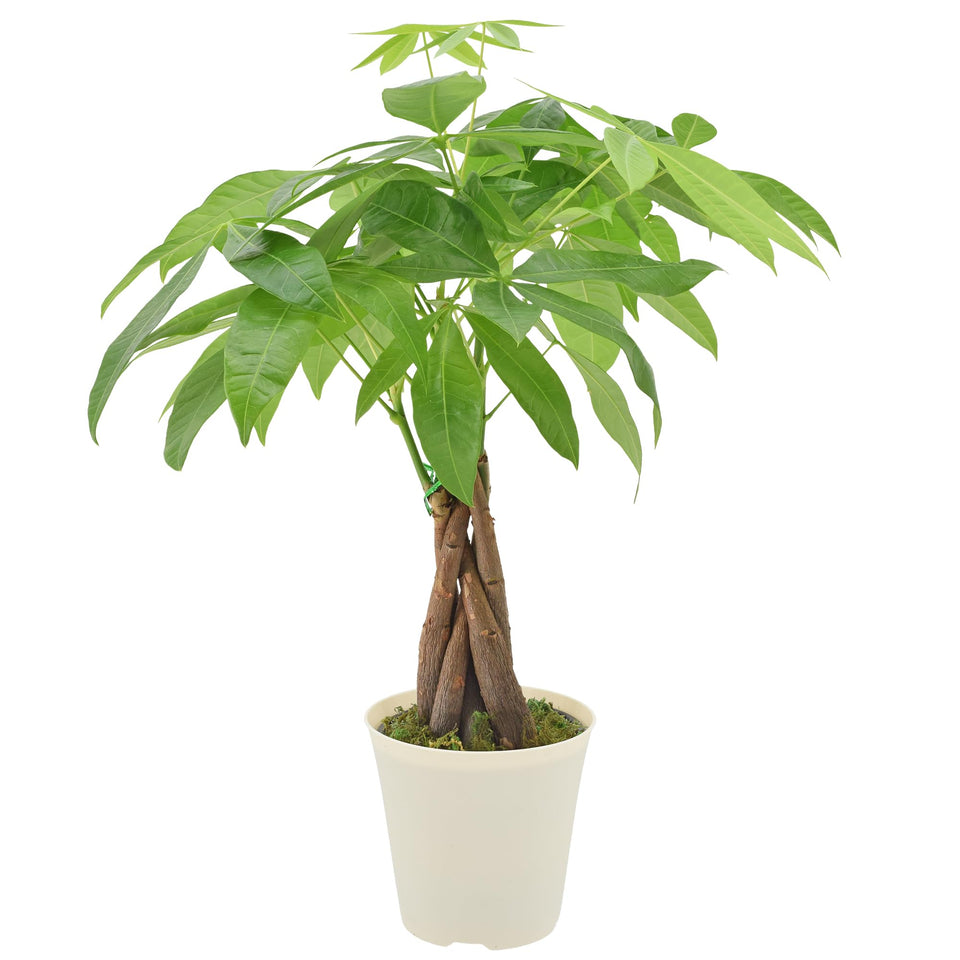 Arcadia Garden Products money tree Pachira aquatica braided in pot enhances home decor.
