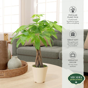 Money Tree stands 14 to 16 inches tall in a branded 4-inch pot.