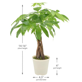 Arching green leaves of Arcadia Money Tree with tropical vibe.