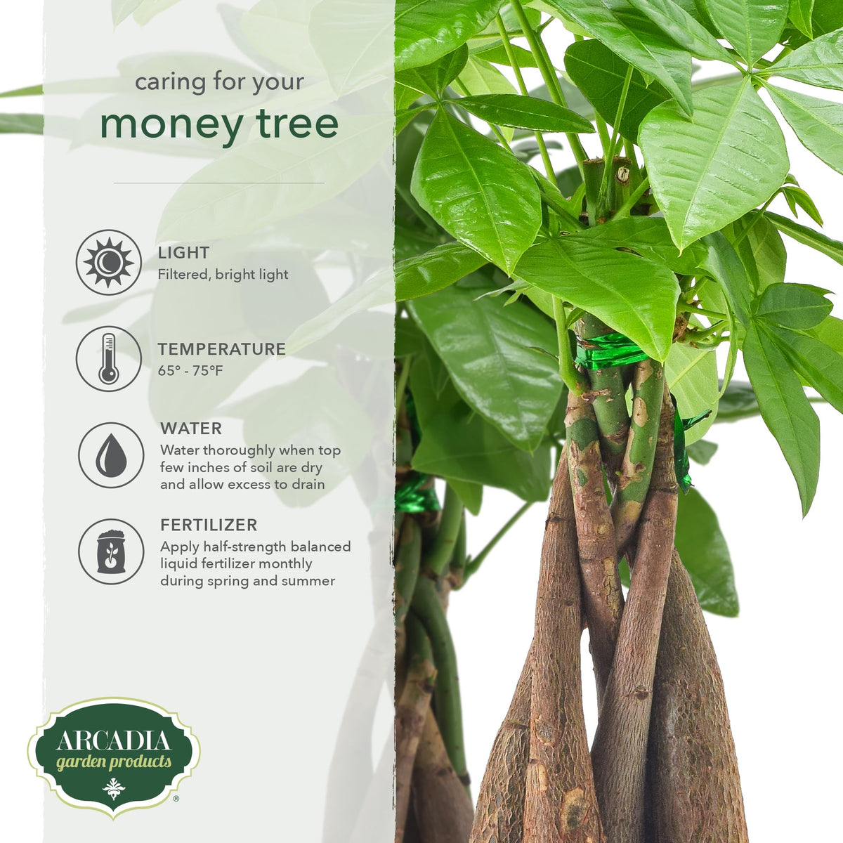 Branded Arcadia plastic pot housing money tree for compact indoor use.