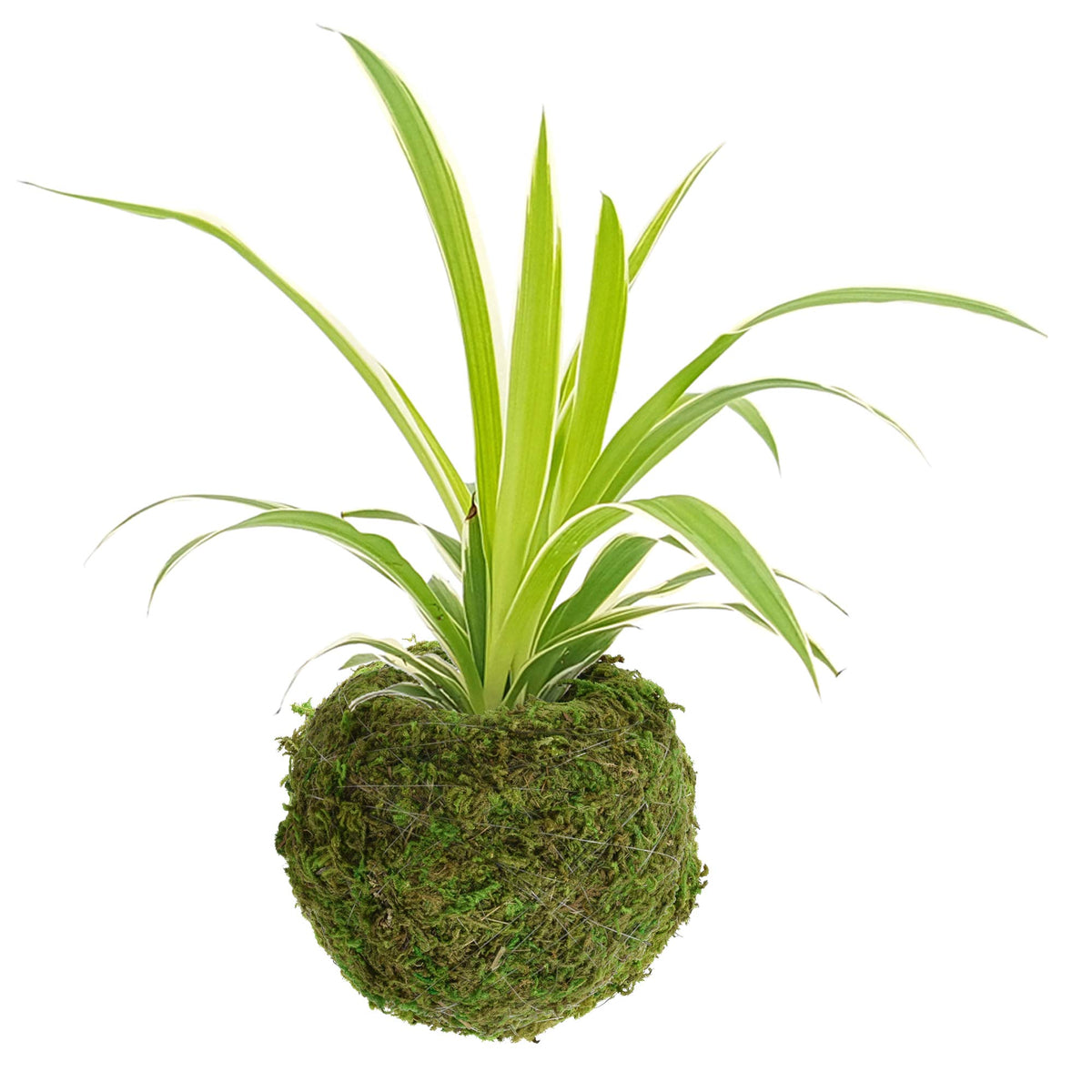 Arcadia kokedama hanging display, easy to suspend with twine.