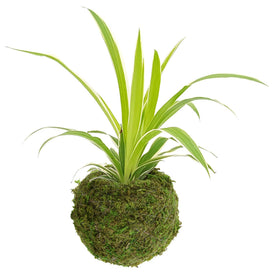 Arcadia kokedama hanging display, easy to suspend with twine.
