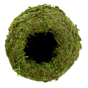 Arcadia KO01-2 kokedama closeup of preserved moss and green texture.