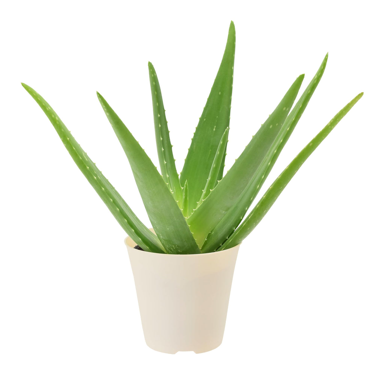 Arcadia Aloe Vera succulent in plastic pot adds minimalist greenery to any room