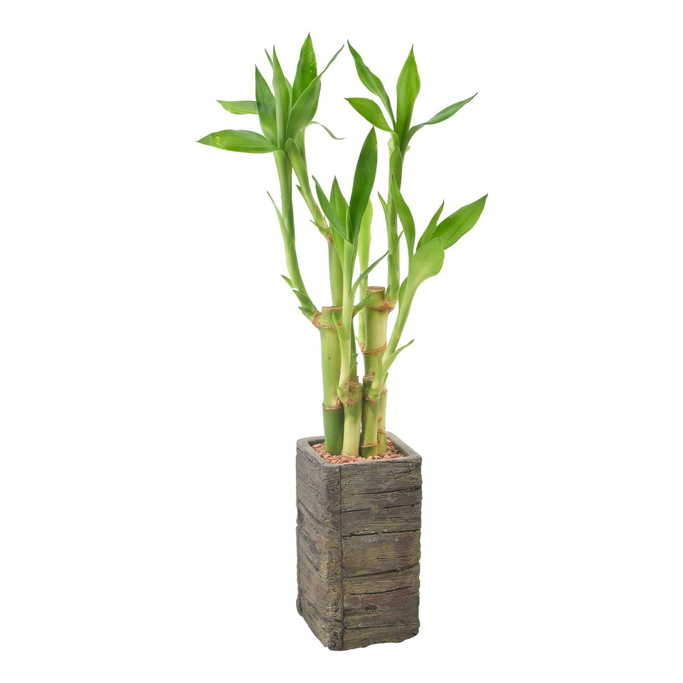 Arcadia LV25 five-stem lucky bamboo in aged wood planter promotes calm home ambiance.