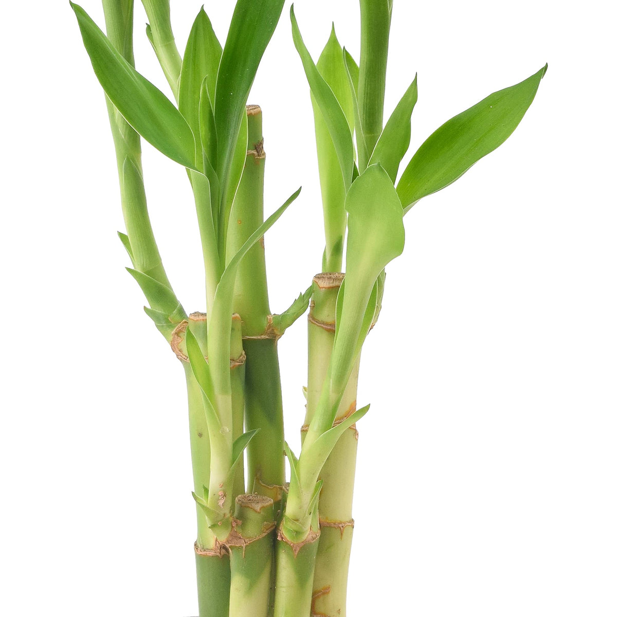 Arcadia LV25 gift-ready lucky bamboo ideal for thoughtful gifting indoors.
