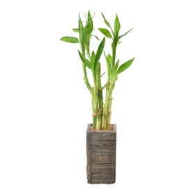 Arcadia LV25 indoor bamboo decor enhances modern office or living space.