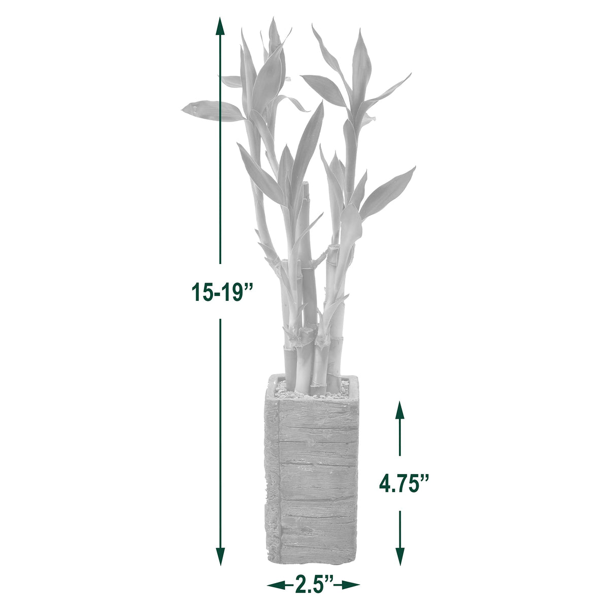 Arcadia LV25 carefully wrapped lucky bamboo packaging ensures safe journey.