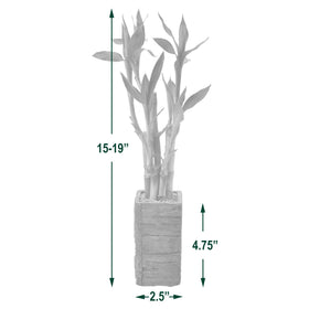 Arcadia LV25 carefully wrapped lucky bamboo packaging ensures safe journey.