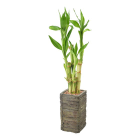 Arcadia LV25 water-rooted lucky bamboo on a desk enhances focus and atmosphere.
