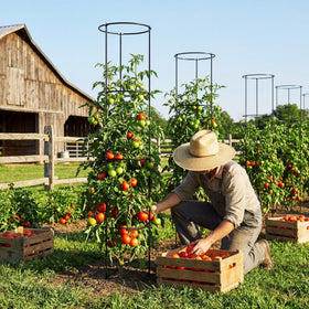 ArdeFentium garden trellis in action supporting climbing plants outdoors.