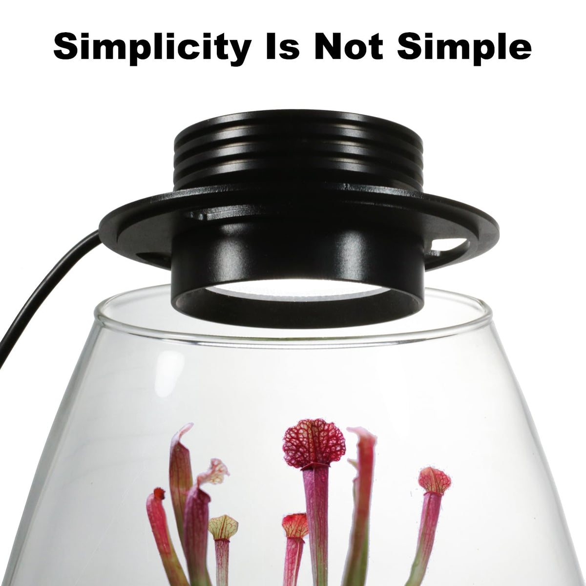 AREPK terrarium close view shows high borosilicate glass clarity for vibrant plants