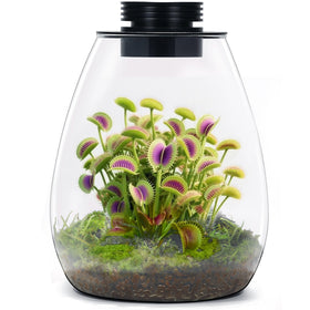 AREPK desktop glass terrarium with grow light glowing for easy plant care