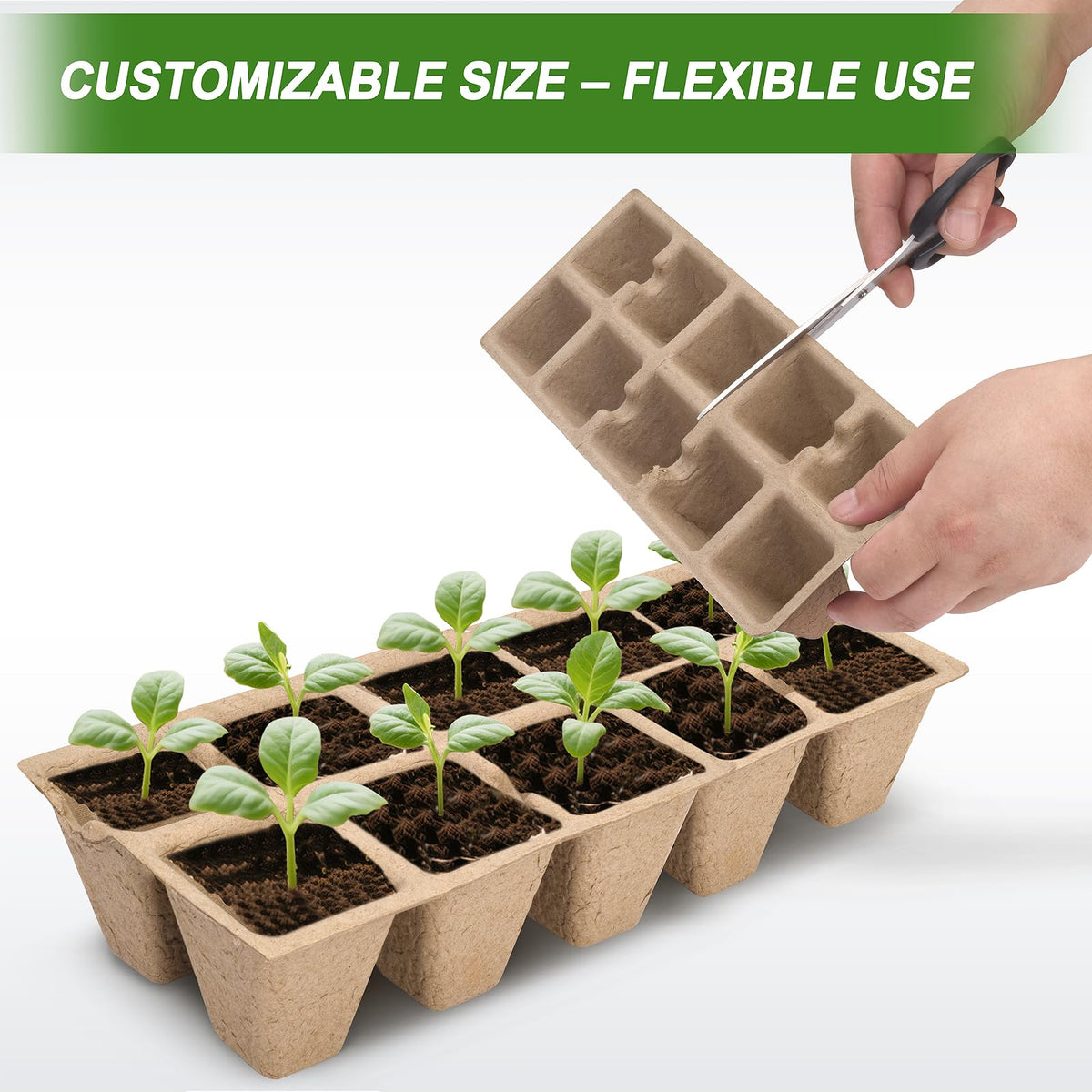 ARGCONNER easy transplanting design maintains root integrity during soil transfer