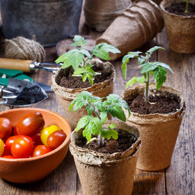 ARGCONNER kit arrangement in garden shows ready-to-use germination setup.