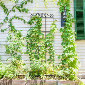 ARIFARO 37.5-inch trellis for potted plants highlights adjustable setup for flexibility.