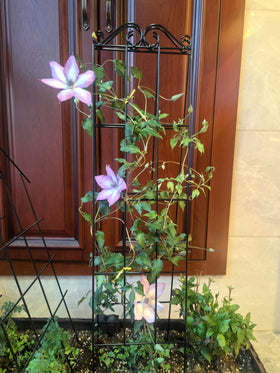 ARIFARO 37.5-inch trellis demonstrates vertical garden display for attractive plant arrangements.