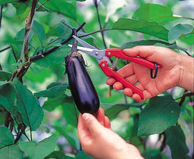 ARS Needle Nose Pruner HP-SE45 orange in-garden use for delicate trimming.
