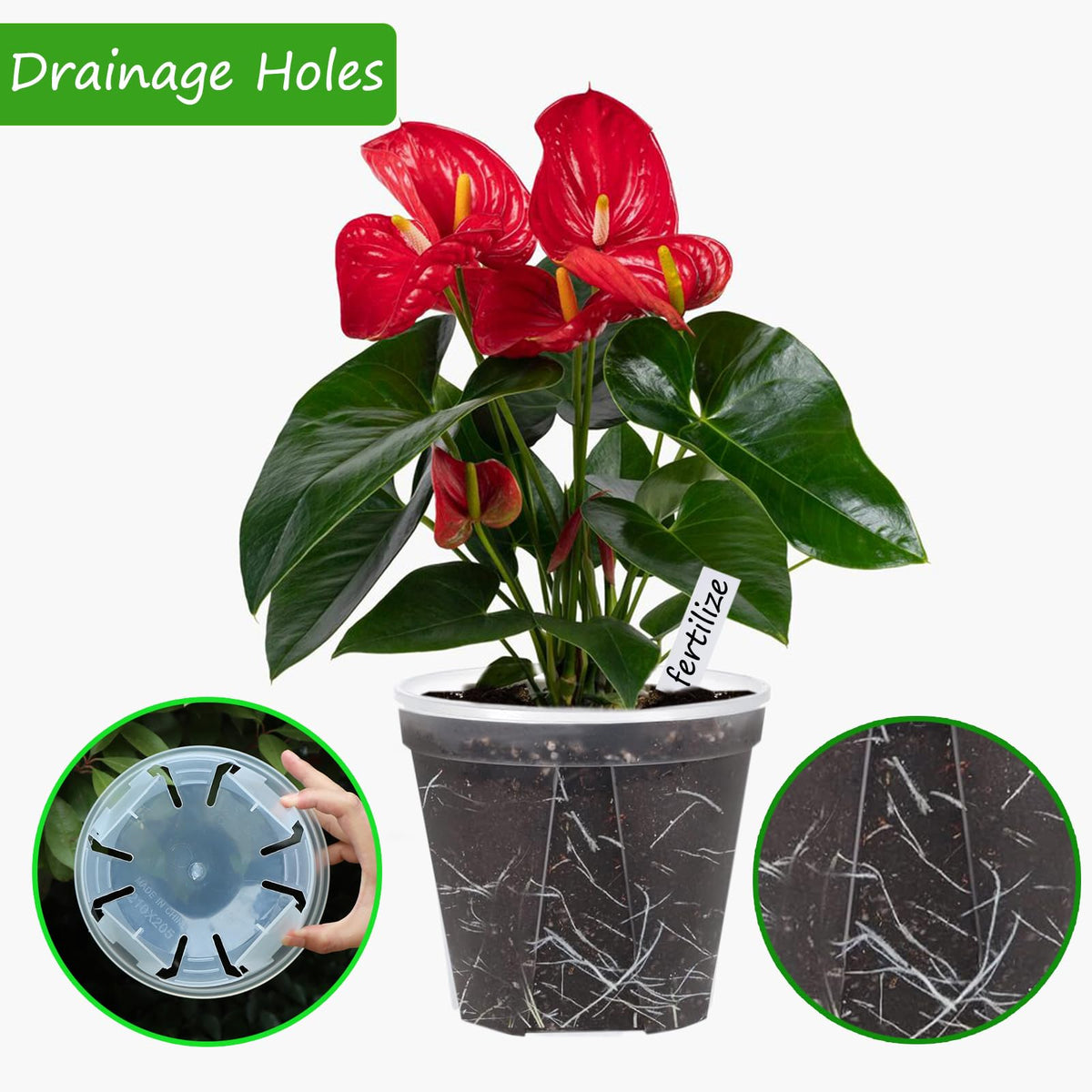 Artuxer 6-inch clear pot with saucer aids healthy root growth and visibility.