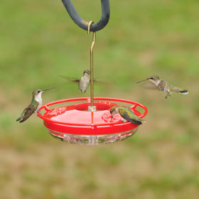 Aspects 430 Hummzinger raised flowers help keep nectar clean.