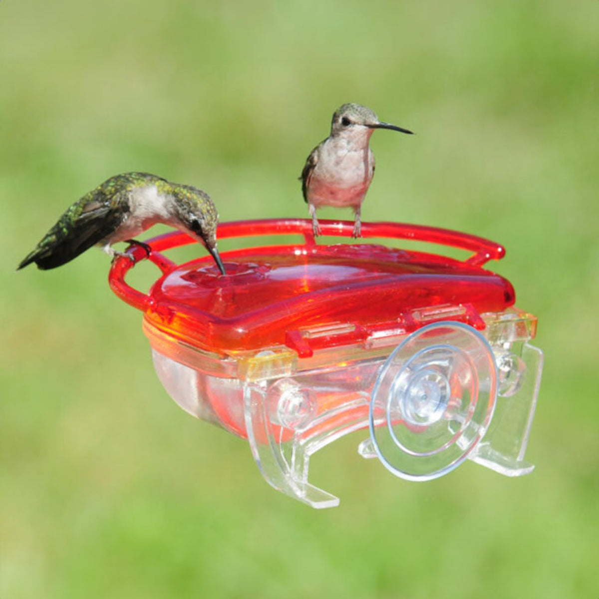Aspects Gem Window Hummingbird Feeder elevated perch invites birds to rest