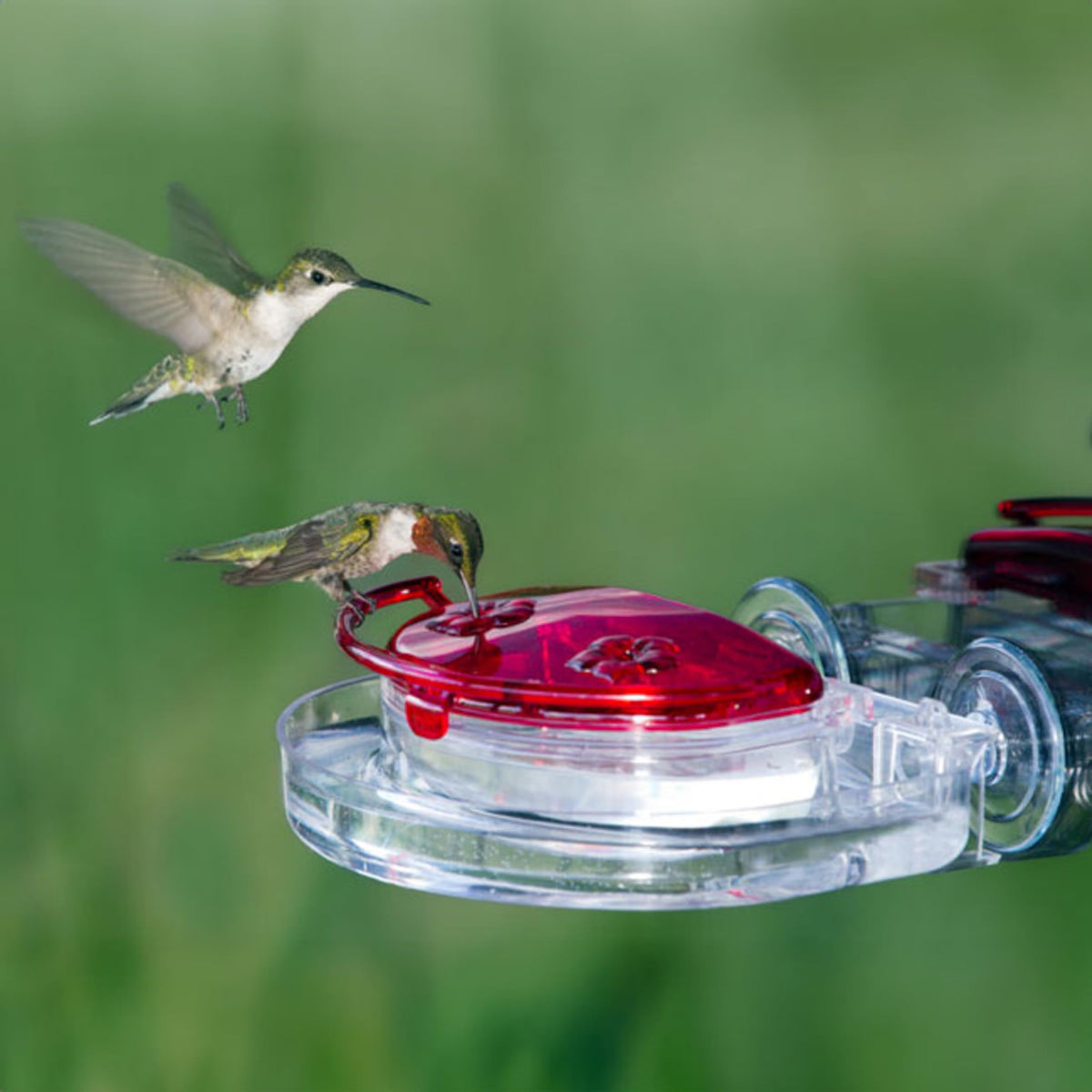 Aspects Gem Window Hummingbird Feeder raised ports direct water away from nectar